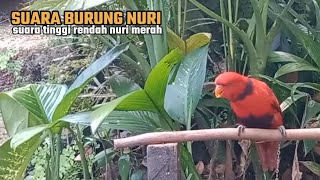 Download lagu Suara tinggi dan rendah nuri merah (red lory)#nurimenarik mp3