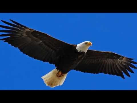 Thumbnail for Like a Sparrow video