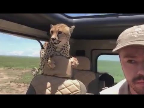 Cheetah jumps into safari car, forcing man to freeze in place for 10 minutes