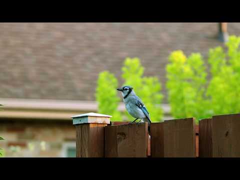 Blue Jay Calling - Bird Sound - Blue and White Bird