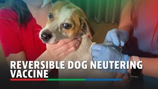 Ученые создали обратимую вакцину для стерилизации собак (видео)