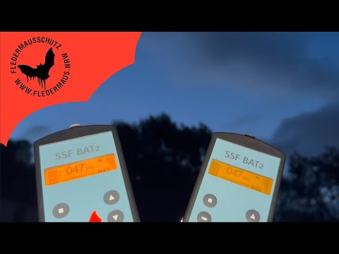 Fledermaus NRW - Flatter-Safari Unterbacher See