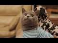 Aarons Animals New Ultimate Compilation Aarons Animals New Ultimate Compilation