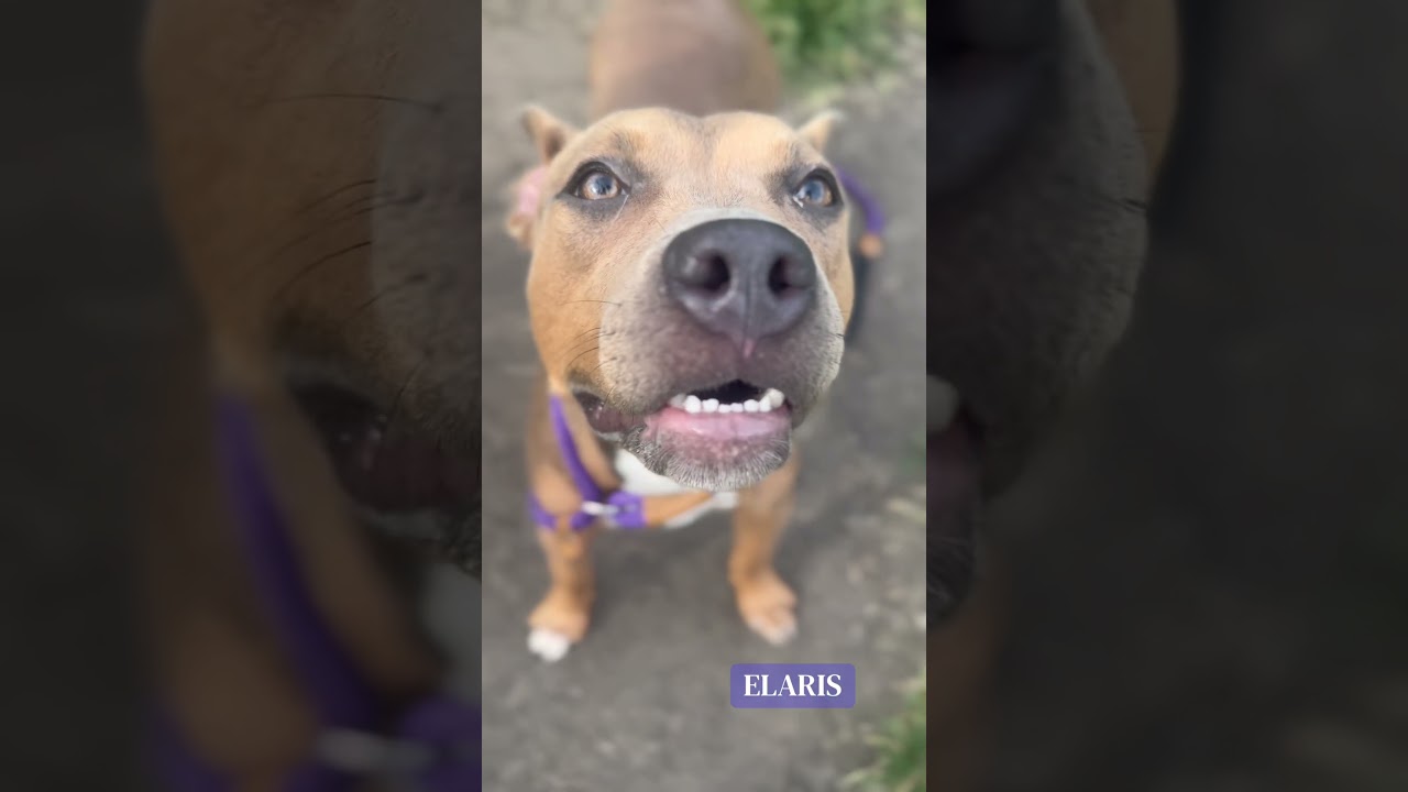 Elaris's Video 3