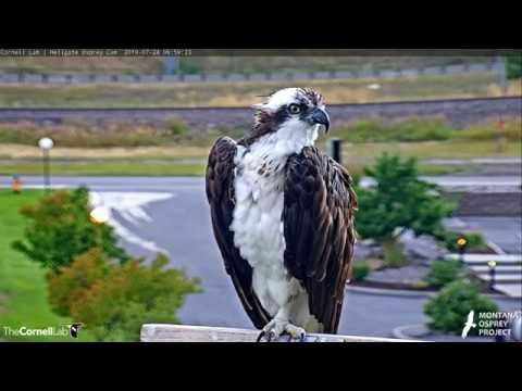 Hellgate Osprey Iris