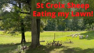 St. Croix Sheep Eating My YARD! (Is this Smart?)