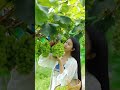 Grapes Fruits Cutting Natural Video Status Nature Fruits 4k Video Status Nature Fruits Shorts