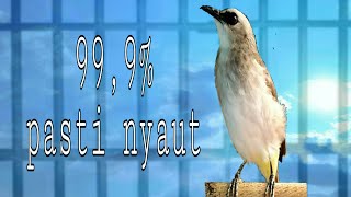 Download lagu trucuk ini sangat pandai memanggil lawan yang macet bunyi stres akan ikut bunyi mp3