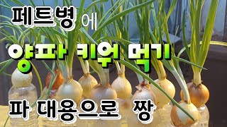 페트병에 양파 키워 요리까지  베란다 텃밭 새싹채소  새싹요리