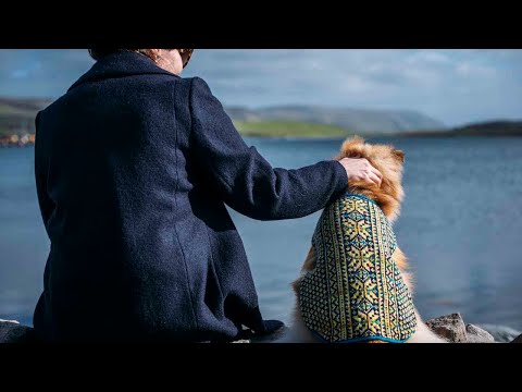 Shetland Wool Week Annual 2022 - Sunbeam Dog Coat | Ella Gordon