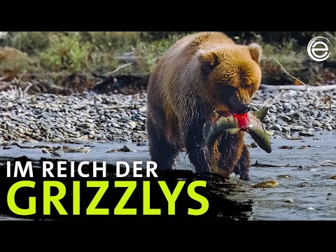 Bären auf Lachsjagd | Erlebnis Erde