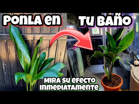 , title : 'SOLO el 1% sabe porque PONER ESTA PLANTA en su WC o BAÑO! Aspidistra, usos y Cuidados'