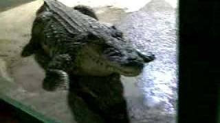 preview picture of video 'protivínská ZOO - krokodýli'