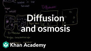 Diffusion and osmosis | Membranes and transport | Biology | Khan Academy Diffusion and osmosis | Membranes and transport | Biology | Khan Academy