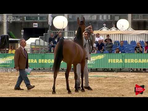 N.32 SS ESENIA - Bergamo 2018 - 2 Years Old Fillies (Class 3)
