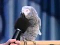 Amazing parrot imitating many sounds