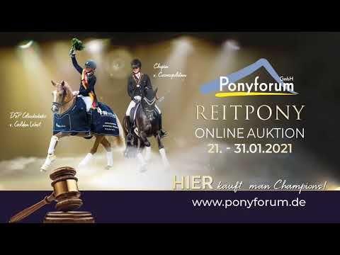 BLITZ UND DONNER Hengst * 2011 v. Black Horse - Playback