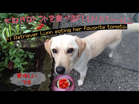 , title : '大好きなトマトを食べるＦ１レトリバー・ルン'