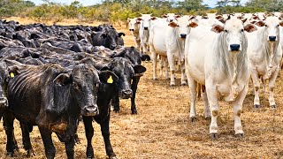 PECUARISTA de verdade não faz CRUZAMENTO INDUSTRIAL? 