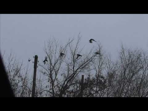 Crow Hunting dec 22