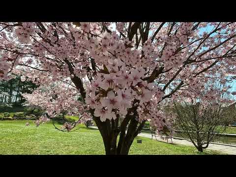 Gothenburg Botanical Garden  around a nice spring day looking at flowers and trees in bloom
