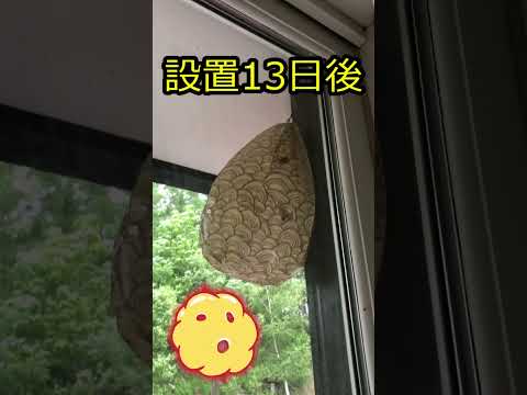 アースズメバチと戦うか、それとも場所を移しますか? 自然と動物