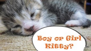 How to Tell if Your Kitten is a Boy or a Girl | CatDogCuties
