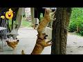 Impossible Not To Laugh 😂 Best Cats & Dogs Moments 2026 🐾 Viral Compilation DEFAULT Thumbnail