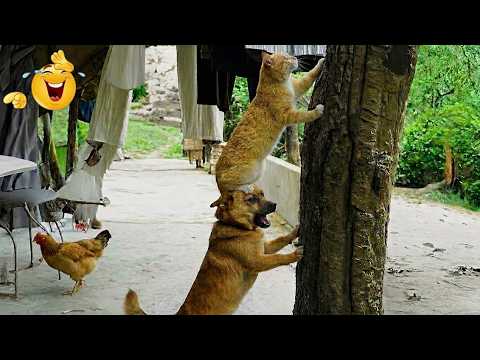 Impossible Not To Laugh 😂 Best Cats & Dogs Moments 2026 🐾 Viral Compilation