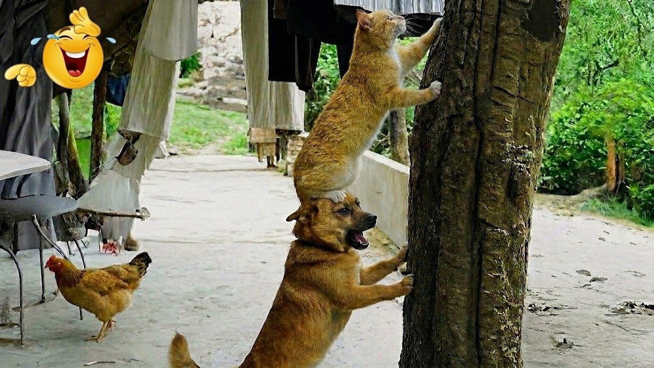Impossible Not To Laugh 😂 Best Cats & Dogs Moments 2026 🐾 Viral Compilation