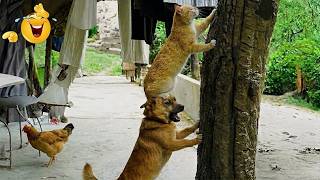 Impossible Not To Laugh 😂 Best Cats & Dogs Moments 2026 🐾 Viral Compilation MQDEFAULT Thumbnail