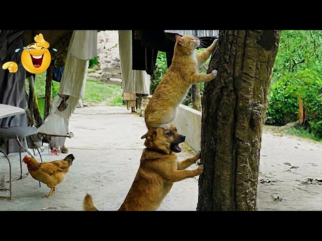 Impossible Not To Laugh 😂 Best Cats & Dogs Moments 2026 🐾 Viral Compilation SDDEFAULT Thumbnail