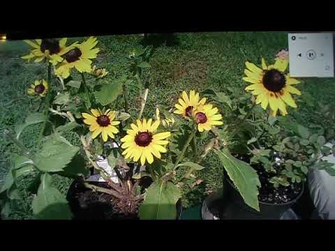 2024 09 01 Prg181 Israel 061093