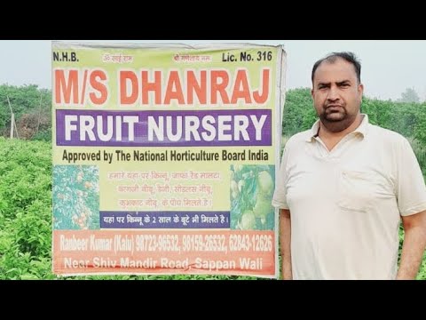 DHANRAJ FRUIT NURSERY | MOTHER PLANT | MOB:- 9872396532