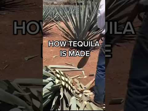 How Tequila Is Made | Food Network