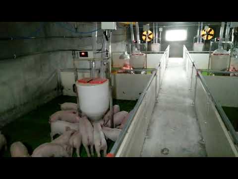 Automatic Pig Feeding System