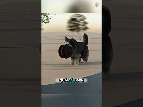 Câu chuyện về chú chó Husky có hiếu và người chủ may mắn ? #kienthuc #giaitri