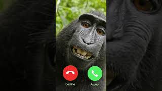 Download lagu ANGKAT TELEPONNYA😋#bantusubscribe #meme #absurdmeme #telpon mp3