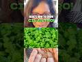 Fool-proof way to grow CILANTRO!