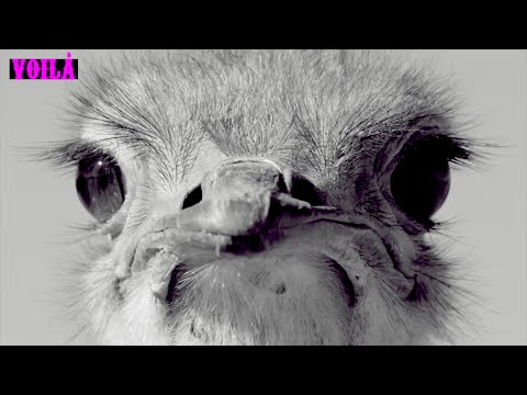 video frame placeholder