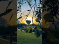 Sad Status Arijit Singh Phir Na Aisi Raat Aayegi Cinematic Shorts