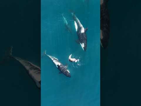Orca (killer whales) hunting a sea lion