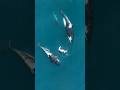 Orca Killer Whales Hunting A Sea Lion