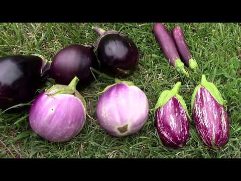 Harvesting Mitoyo Rosita Ping Tung and Little Fingers Eggplants