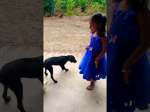 Time spent with dogs 🐕Is never wasted ! #shortsfeed @pranithabalaji 👸...