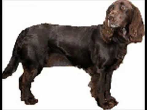 Deutscher Wachtelhund