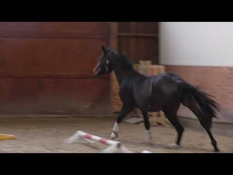 2018 brown Foundation mare