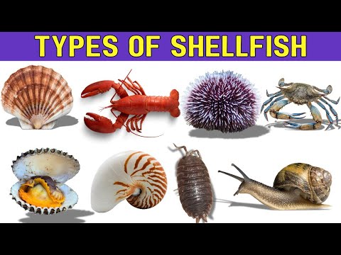 Shellfish Names | Learn Names Of Different Types Of Shellfish's | #shellfish