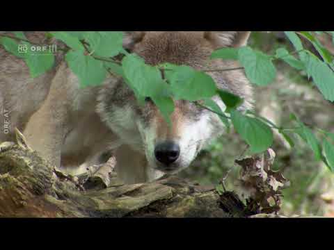 ORF Expeditionen: Leben mit dem Wolf - Die Rückkehr der Natur [30.10.2020]