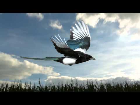 KALI FAT DUB - Od Kašmira Šal  (feat. Gypsy Sound System)